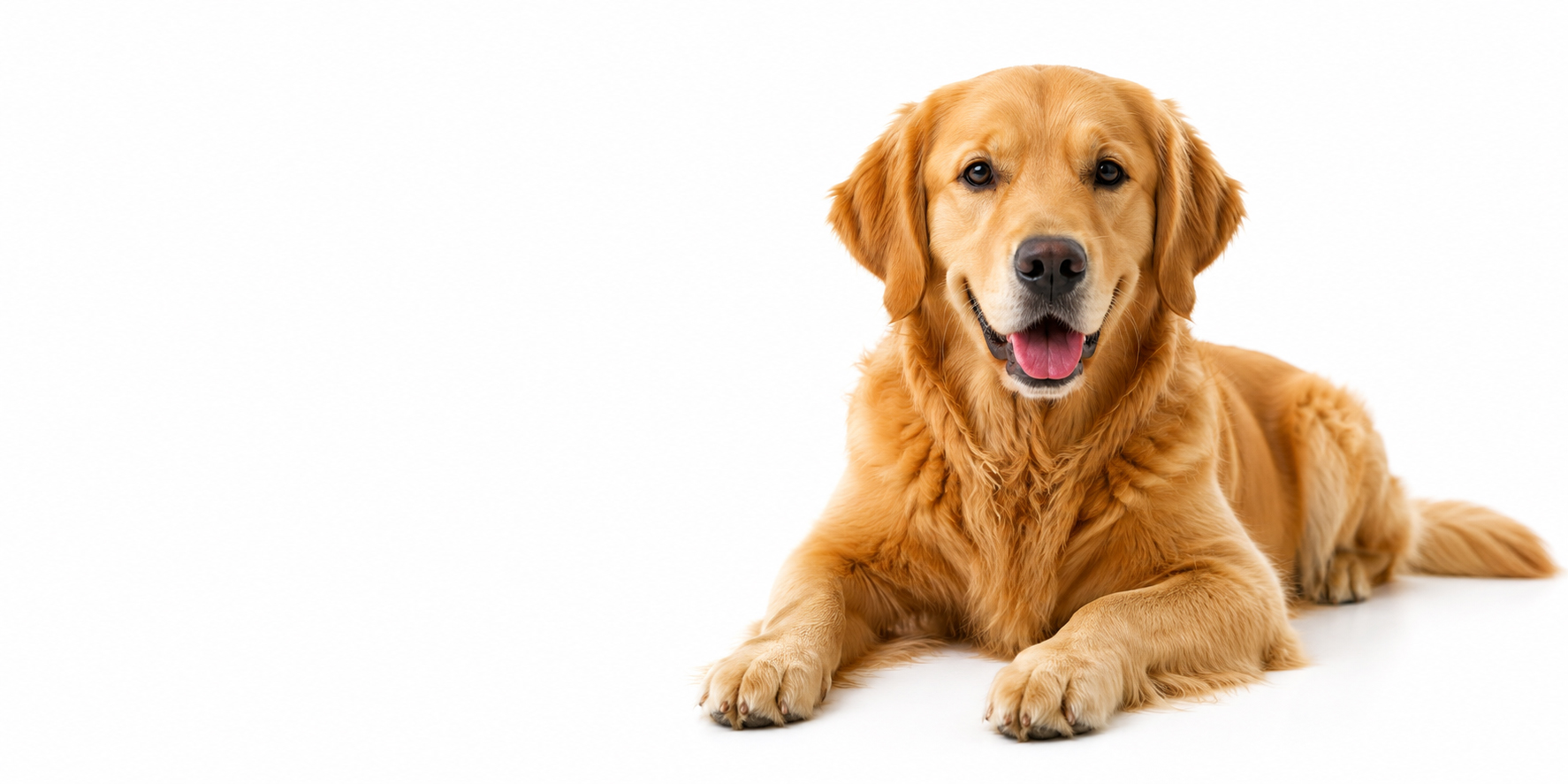 Golden retriever relaxing on a clean white background